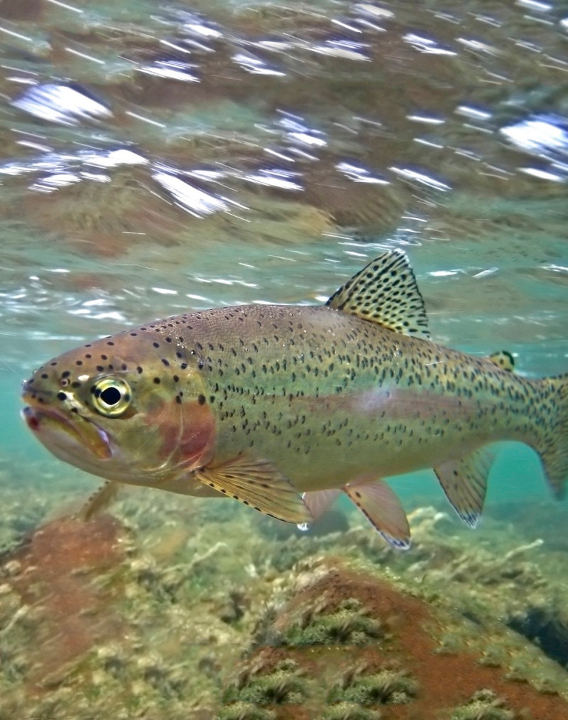 Save the Stan - Rainbow Trout