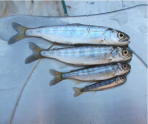 fish Native Chinook Salmon