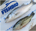 fish_1 Non-native Striped Bass and Largemouth Bass