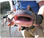 non_native Non-native Channel Catfish